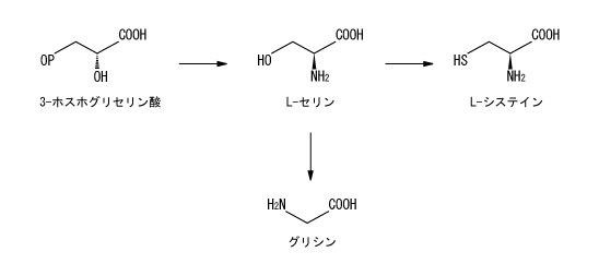 L-セリンからL-システインとグリシンの生合成
