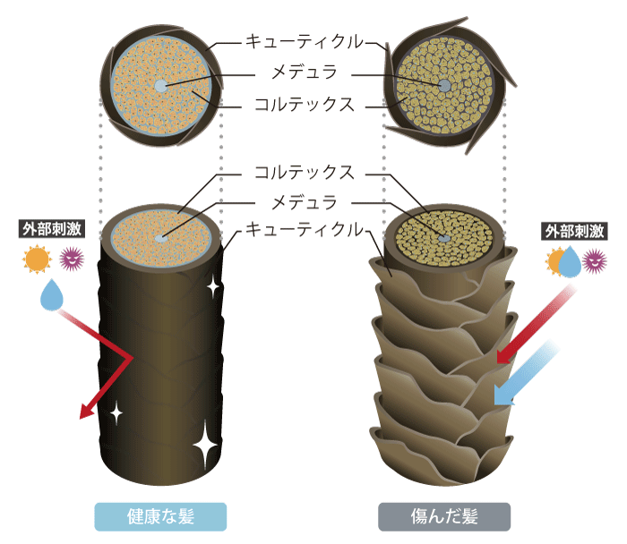 髪の構造