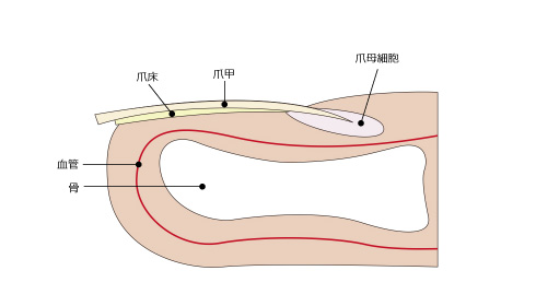 爪の構造
