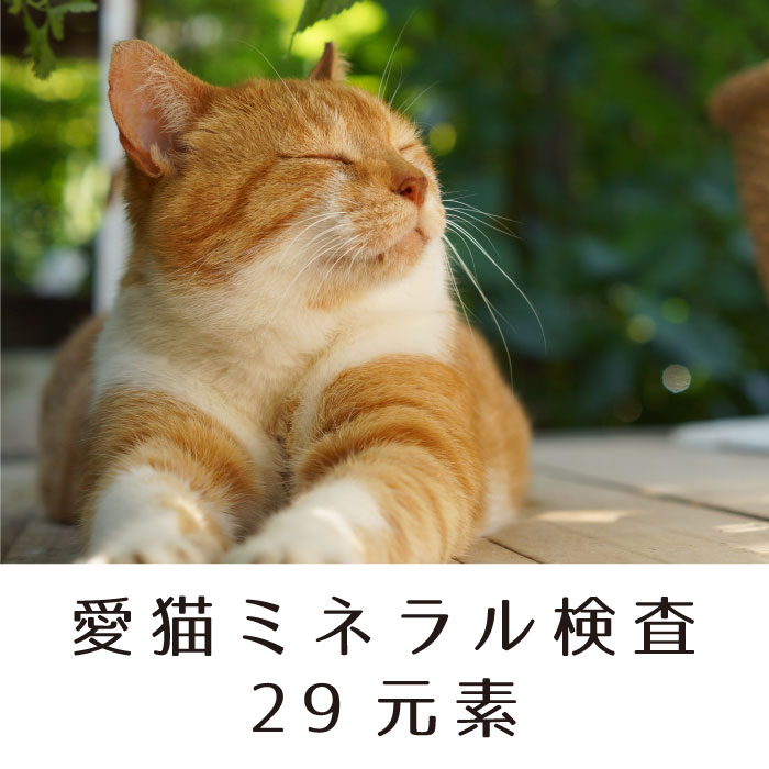 愛猫ミネラル検査