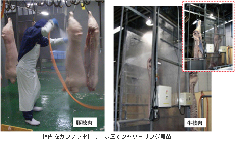 カンファ水で食肉を殺菌