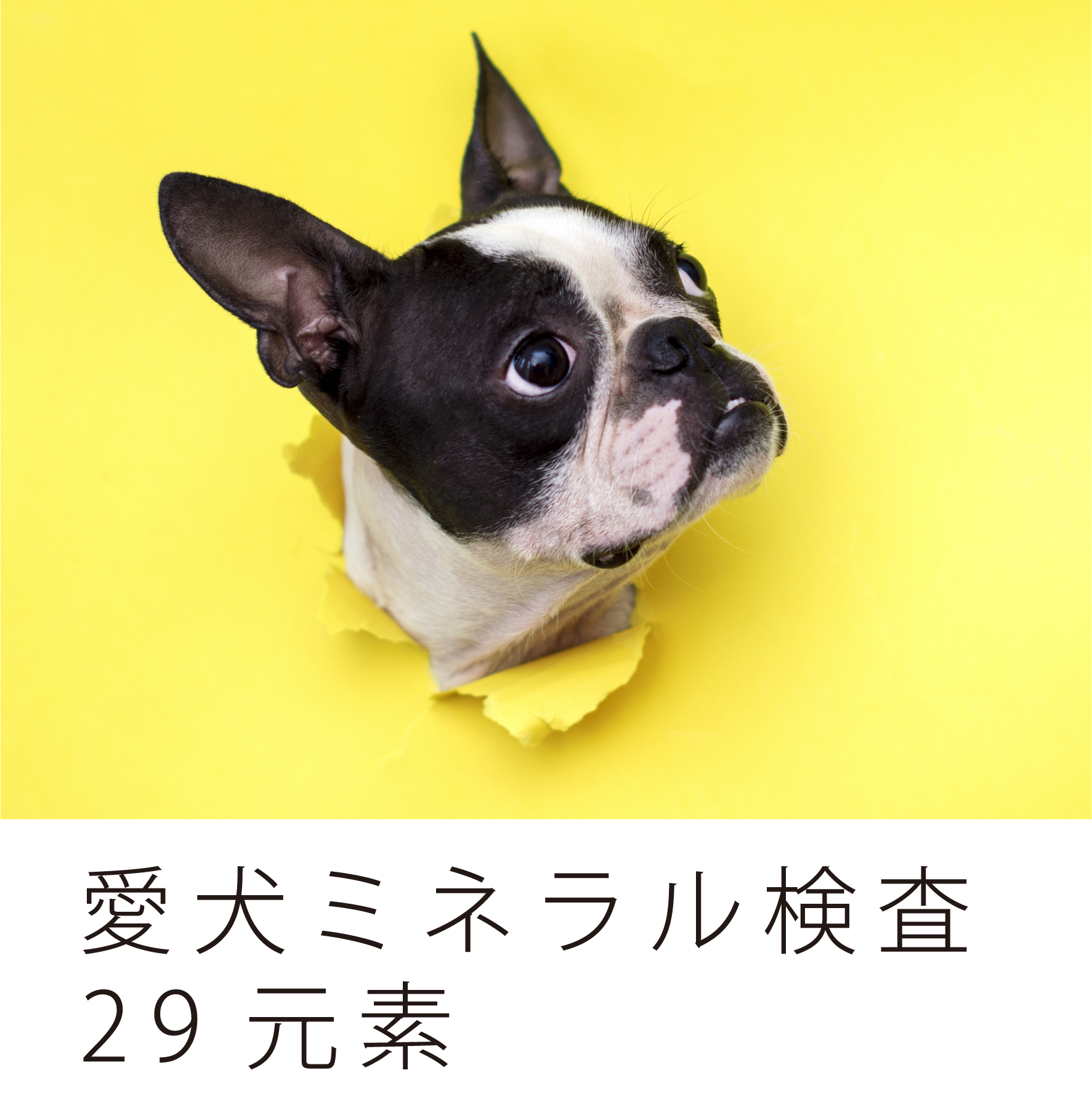 2021年製 毛髪ミネラル検査 必須ミネラル12元素 有害金属5元素 準有害金属3元素 参考ミネラル3元素 その他の金属6元素 